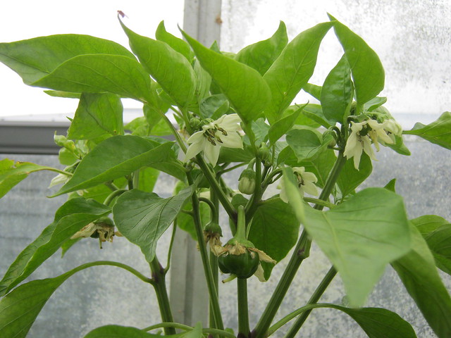 Chocolate Bell Pepper