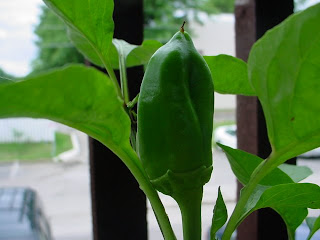 Chocolate Bell Pepper