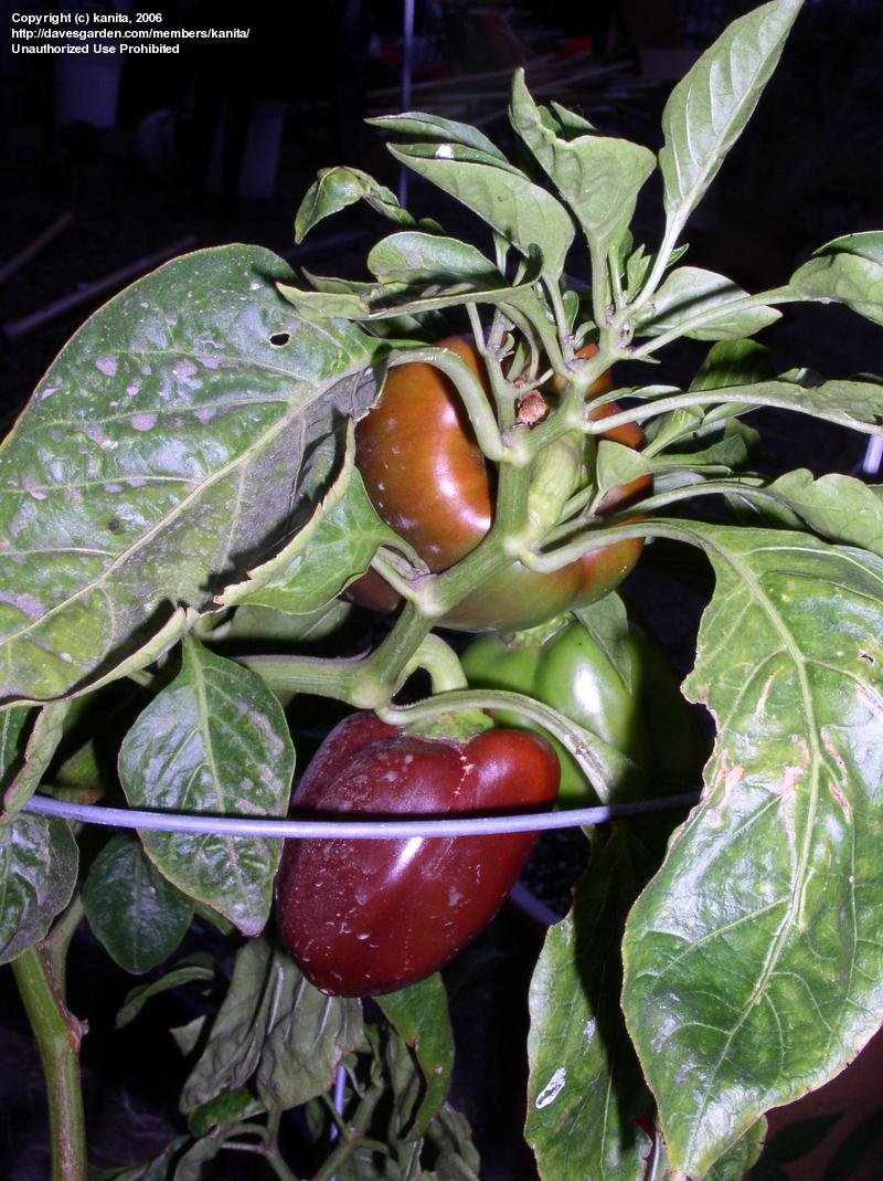 Chocolate Bell Pepper