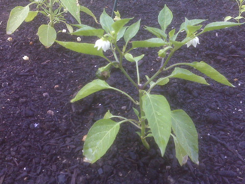 Mini Chocolate Bell Pepper