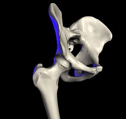 Retinacular Arteries Of Hip